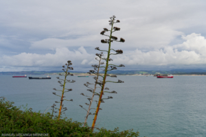 Ensenada del Sardinero, Santander